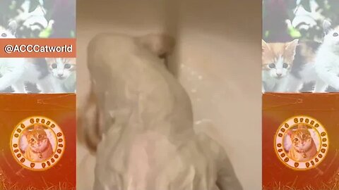 Funny Cats! 😹 Watch This WET KITTY Transform Into ‘This’ (#273) #Clips