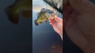 Peacock Bass CATCH!