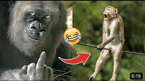 Laugh a lot with the funny moments of monkeys 🙈🙉🙊| lucky panther