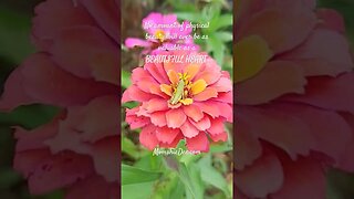 #gardenscapes #wildlife #shortsyoutube #trendingshorts #shortvideo #flowers