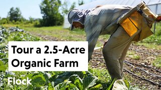 20-YR OLD ORGANIC 2.5-ACRE VEGGIE Farm Feeds 100+ People — Ep. 114