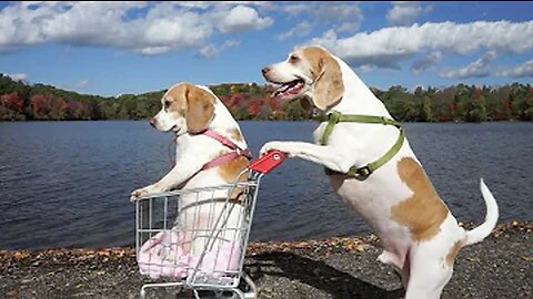 Dogs' Epic Shopping Cart Voyage: Funny Dogs Maymo & Penny