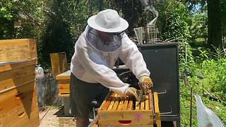 NEW BEE KEEPER WHAT IS GOING ON ?!?! MAY 2022 WEEKLY INSPECTION 3 COLONIES BEECH TREE BEES