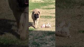 When your name is Goody Goody Gumdrops LonelyCreek #bullmastiff #puppy