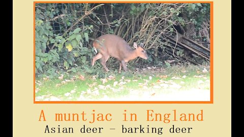 Muntjac, also known as Asian deer or barking deer