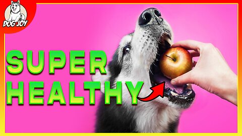 Top Human Foods That Are Actually Healthy For Dogs