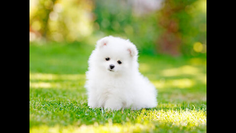 Cute puppy video beautiful