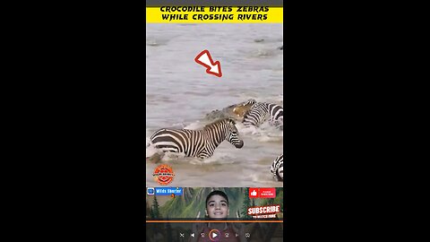 Crocodile Bite Zebra While Crossing River 🐊🦓🐊#viral #animalsshorts #animalattack #crocodile #zebra