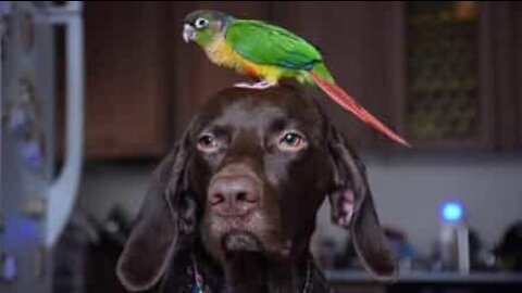 Hund og fugl er bestekompiser
