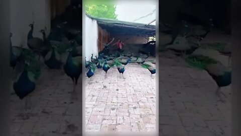 peacock 🦚 beauty||mayur gaming||mayur gaming live|| #shorts #animals #peacock