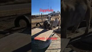 sapphire wants cookies #goats #funny #fun #shorts #pets