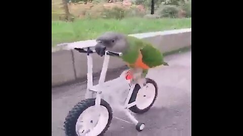 the bird riding a bicycle