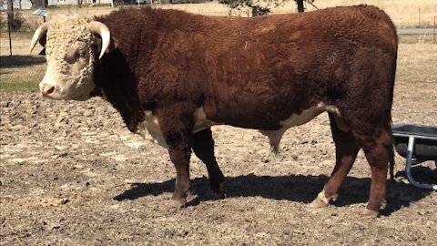 Registered Hereford Bull “BOSSMAN 626F”