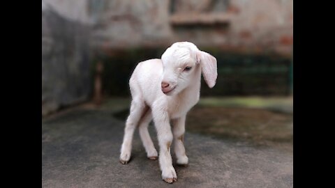 White Goat giving birth, cute new born baby