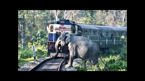 animals hit by the train -train vs animals