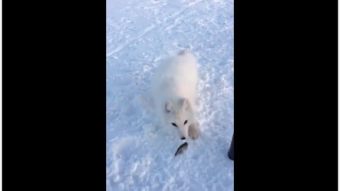 Brave Arctic Fox Keeps Coming For Fish Treats