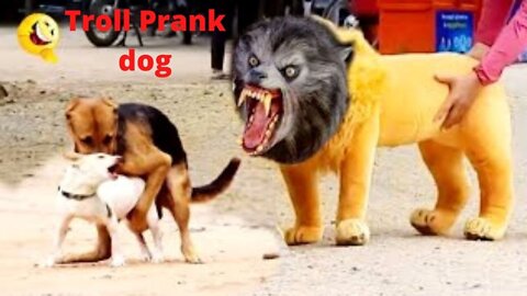 Prank Dog Funny & fake Lion and Fake Tiger Prank To dog & Huge Box Prank to dog