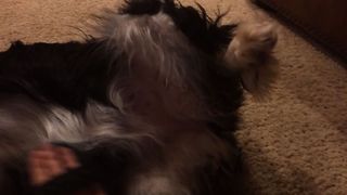 Sweet Dog Loves Belly Scratches