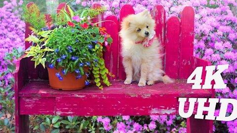 Cute Puppies And Dogs In The World 2021 4k Ultra Hd Video