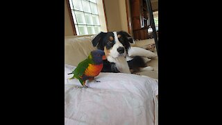 Parrot & doggy take turns playing fetch with their owner
