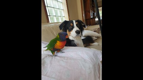 Parrot & doggy take turns playing fetch with their owner