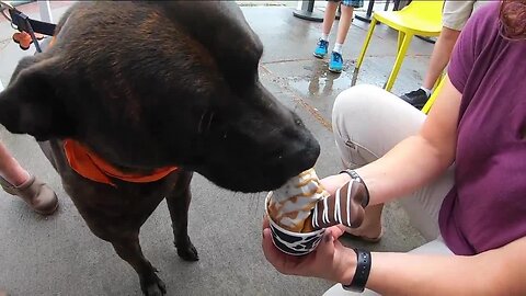They make soft-serve treats for people and their pooches
