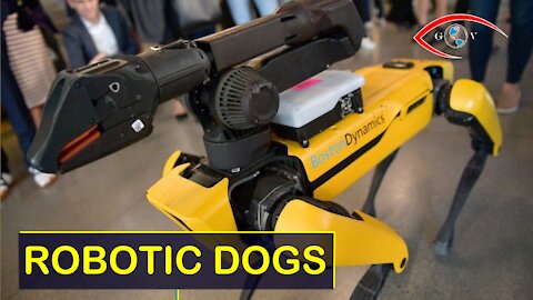 Robotic Dogs