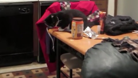 Kitten knocks food off table, feeds the dog