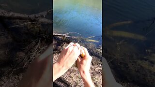 Bream Fishing with Artificials