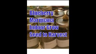 Blueberry Marijuana Indoor Grow. Seed to Harvest