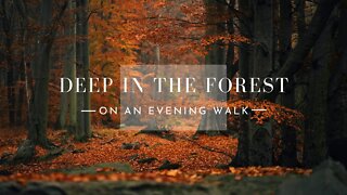 FOREST SOUNDS- birds, crickets, stream- Nature White Noise - Stress Relief, Relax, Meditation, Sleep