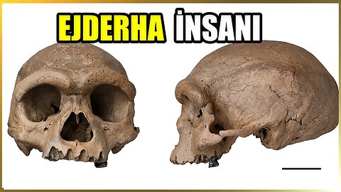 Ejder İnsanı | Homo longi