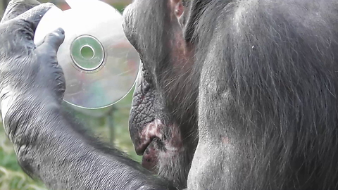 Chimpanzee fascinated by her reflection in CD