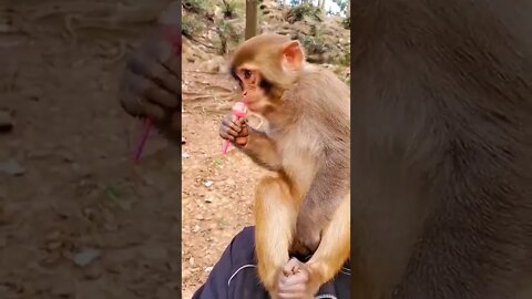 Cute Monkey #Shorts #ytshorts #Animals #Fun #UbertainmentFun