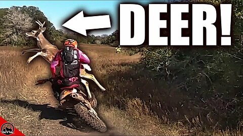 Deer Hits Dirt Bike!