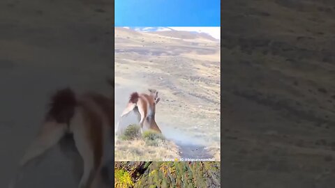 epic cat fighting with impala