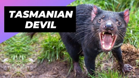 Tasmanian Devil 🌪 One Of The Worst Mothers In The Animal Kingdom #tasmaniandevil #tasmanian #devil