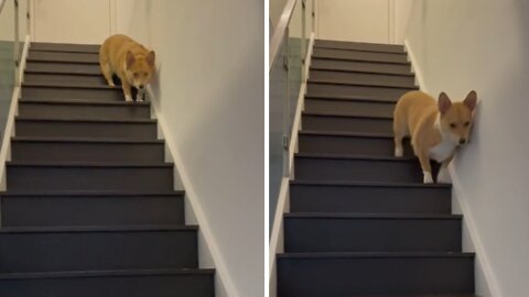 Food-motivated Pup Humorously Trots Down The Stairs