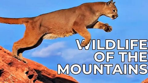 World of the Wild | The American Mountains | Episode 08