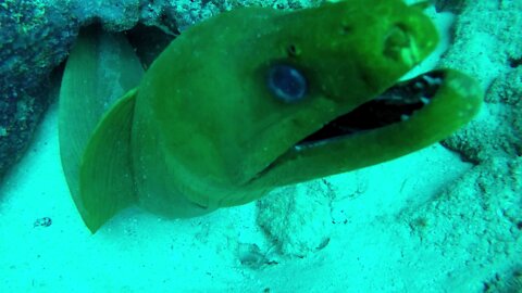 Scuba diver lets gigantic moray eels closely inspect his face