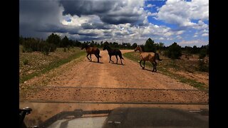 Razor 900 and wild horses Heber Arizona