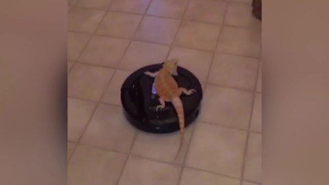 A Bearded Dragon Lizard Rides On A Roomba Vacuum