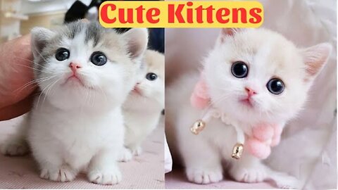 Kitten Cuteness Overload - A 2023 Compilation of Funny and Adorable Cat Videos