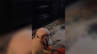 Cockatoo Parrots Loves To Drink Coffee From A Tiny Mug