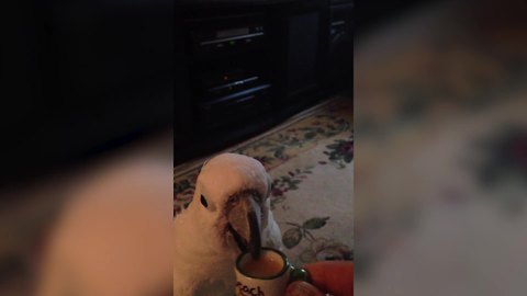 Cockatoo Parrots Loves To Drink Coffee From A Tiny Mug