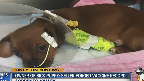 Owner of sick puppy: seller forged vaccine record