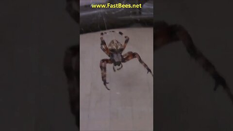Big Spider Looks Like a Skull