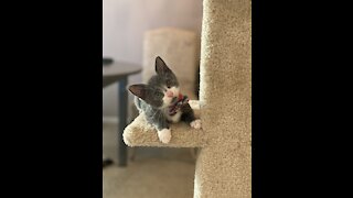 Kitten Fights to Get Bow Tie Off