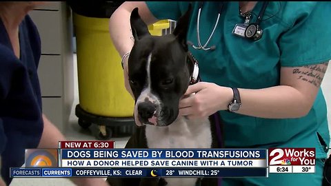 Dogs being saved by blood transfusions