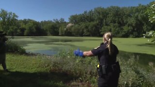 Hawk recovered from arrow injury released back into wild